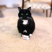 Effing Candle Co. Catnip Toy - Matchbox Style